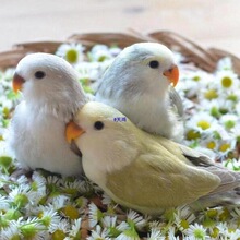 ��ɫĵ���W�^���B�������B�H��ճ�˺����ֵĿɐۻС�͌���