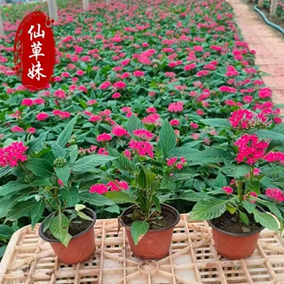 繁星花盆栽五角星花苗带花庭院阳台多年生四季好养花卉盆景