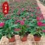 四季盆栽多年生庭院花苗