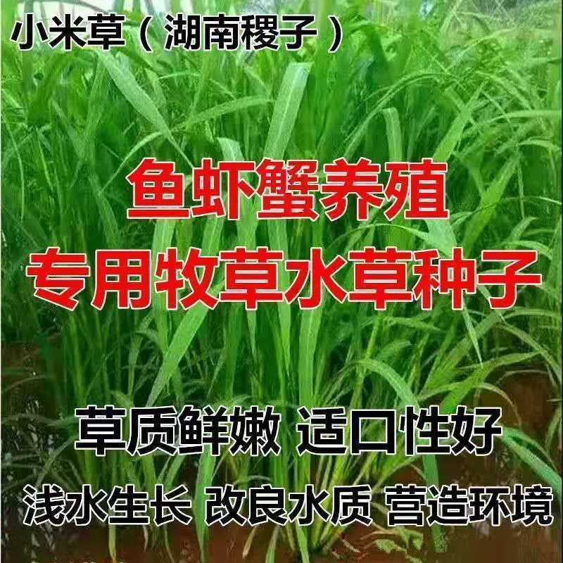 Семена Xiaomi травы Семена аквакультуры Семена водорослей