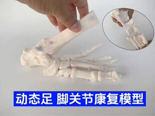 Medical Dynamic Foot Ankle joint bone model movable teaching aids function display rehabilitation teaching Joint Division