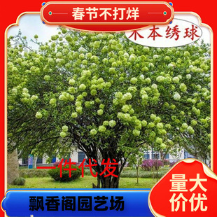 Dropshipping Wood Hydrangea Sapling Bonsai Balcony North and South Courtyard Planting Rare and Valuable Hydrangea Tree Cold-Resistant Plant