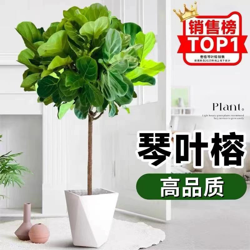 Plantas verdes en maceta de interiores, sala de estar, oficina, plantas de hojas grandes que absorben formaldehído, flores verdes que absorben formaldehído, plantas en maceta