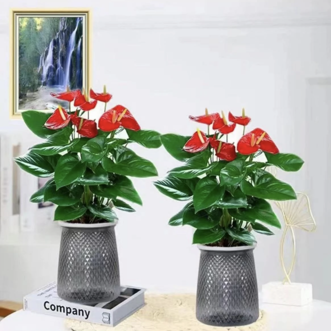 꽃이 있는 프리미엄 안스리움 + 별이 빛나는 자흡식 화분 + 영양액 [2개 화분 특가]