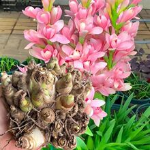 Nذ꼃ɫ޸ͥԺԻܶѿc׳ɻ