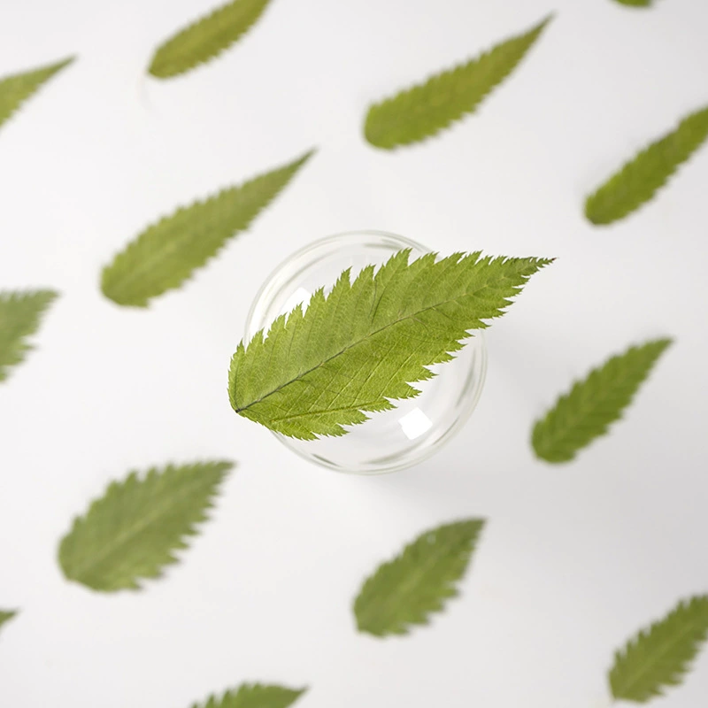 Лист снежной ивы настоящий цветок с тиснением Детский обучающий образец растения материал капля клей сушеный цветок чехол для мобильного телефона DIY