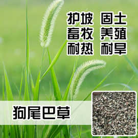 厂家批发狗尾巴草种子 狼尾草籽复绿草种 工程绿化杂草护坡草种批