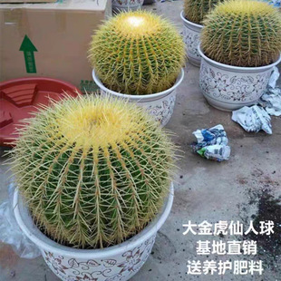 ���������Խ�������������̖���k�����̨��X�҃ȾGֲ����ֲ��