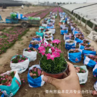 厂家冷季型宿根花卉欧石竹杯苗小区公园绿化工程可做花海石竹