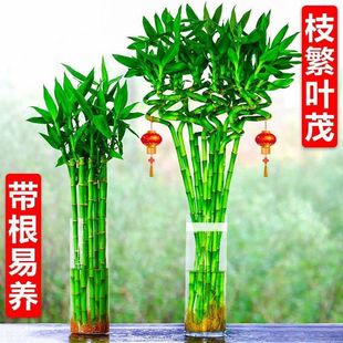 �D�\��ˮ�B����ˮ�฻�F��ֲ���_�\��͏d������������ؔ�҃�ֲ��