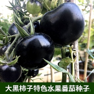 ������ӷN�Ӵ�����ӷN��ˮ�������t���N�ӟo�����Lˮ����