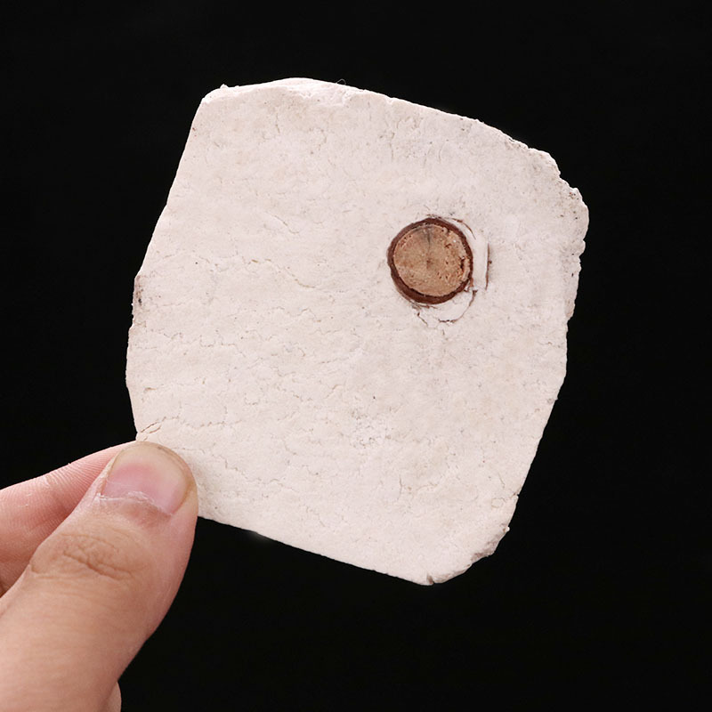 Fu Shen Dried Sclerotium with Pine Root Core 500g Traditional TCM Herb for Decoctions and Daily Herbal Teas quality and texture