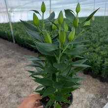 百合花盆栽带花苞室内客厅浓香型花卉香水百合鲜花苗四季种植植物