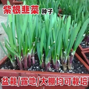 ���羳��؛���²˷N�Ӿ²����߲˷N�Ӳ˷N���Ѳ˷N�ӹ�˾�ļ����N