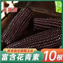 东北新鲜黑糯玉米棒玉米粒甜糯粘玉米水果玉米真空包装代餐批发