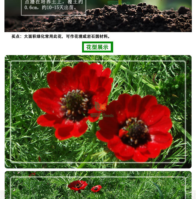 福壽花詳情_(kāi)03