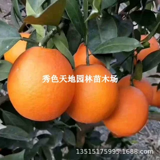 果树苗橙子树苗四川锦橙树苗当年结果南北方地栽盆栽庭院四季种植