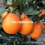 四川盆栽种植四季果树苗