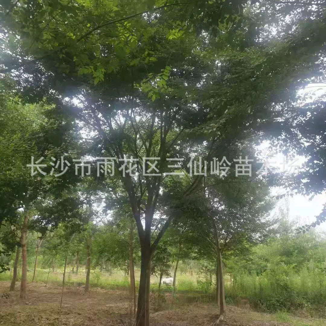 湖南朴树 丛生朴树 乔木绿化园林树木 价格优惠 规格齐全