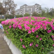 杜鹃花苗毛娟绿化工程苗篱笆树杜鹃小苗四季常青庭院盆栽地栽植物