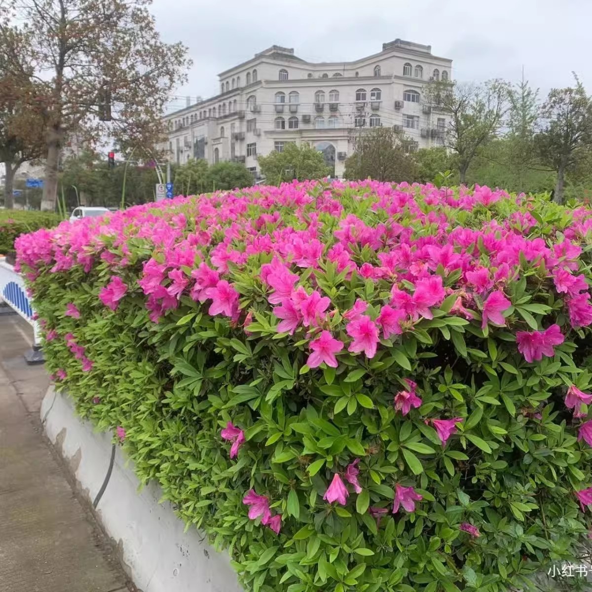 杜鹃花苗毛娟绿化工程苗篱笆树夏鹃开花四季常青庭院盆栽地栽植物