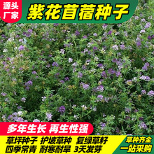 lݲϻޣNϻޣţuļ׷Nֲ