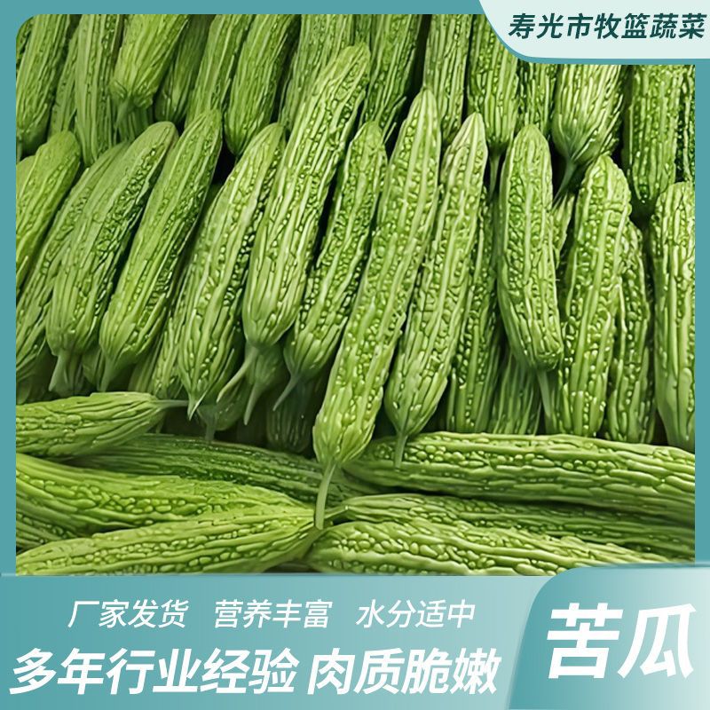 新鲜苦瓜5斤农家自种凉瓜苦瓜脆嫩营养蔬菜山东产地现摘现发当季