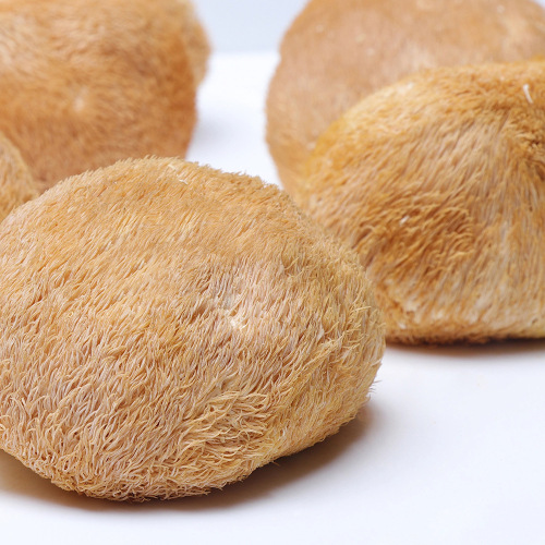 Hericium erinaceus Yunnan Nujiang selected goods wholesale price group purchase support