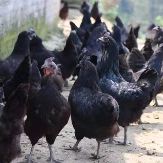 五黑鸡活体鸡苗 五黑鸡活体鸡苗半斤左右 纯种五黑鸡种蛋