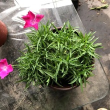 欧石竹花苗 白石竹 阳台庭院多年生本花卉植物 开花机器110花盆