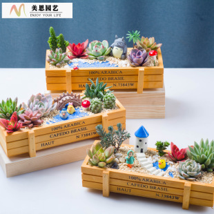 Succulent Plant Succulent Plant Combination Potted Plant with Potted Florals and Green Plants with Soil Decoration Succulent Flower Pots Free Shipping