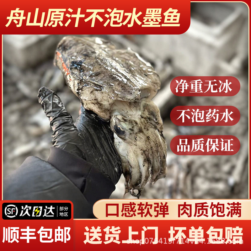 东海墨鱼新鲜冷冻目鱼八爪鱼鲜活乌贼章鱼冰鲜海鲜净重无冰包邮