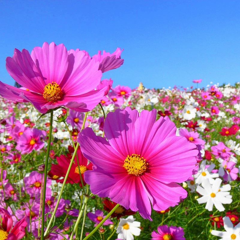 Семена цветов Космос, семена красочных цветов, семена, цветущие в четыре сезона, семена для открытого двора, которые легко выращивать.