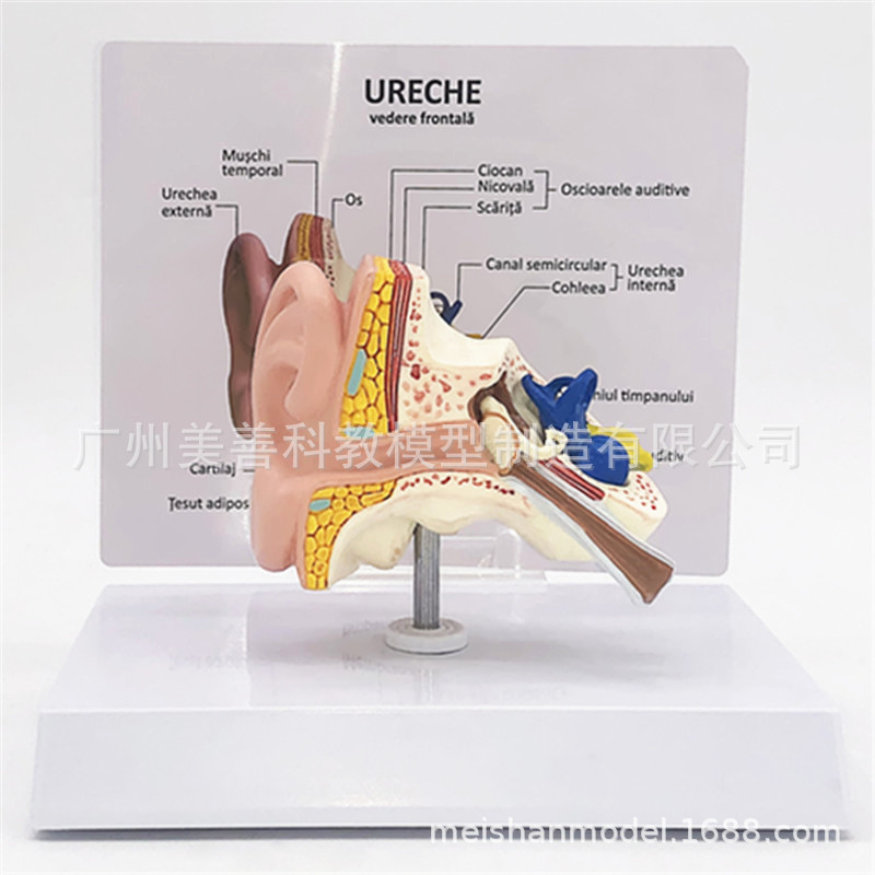 Physiological medicine ear structure