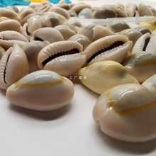 【海底洋】天然贝壳海螺白色金边钱古钱币药用风水手工饰品