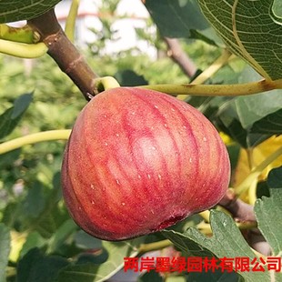 �������l�o������ �����t�o������ �����t�o����С���� ���󃞻�