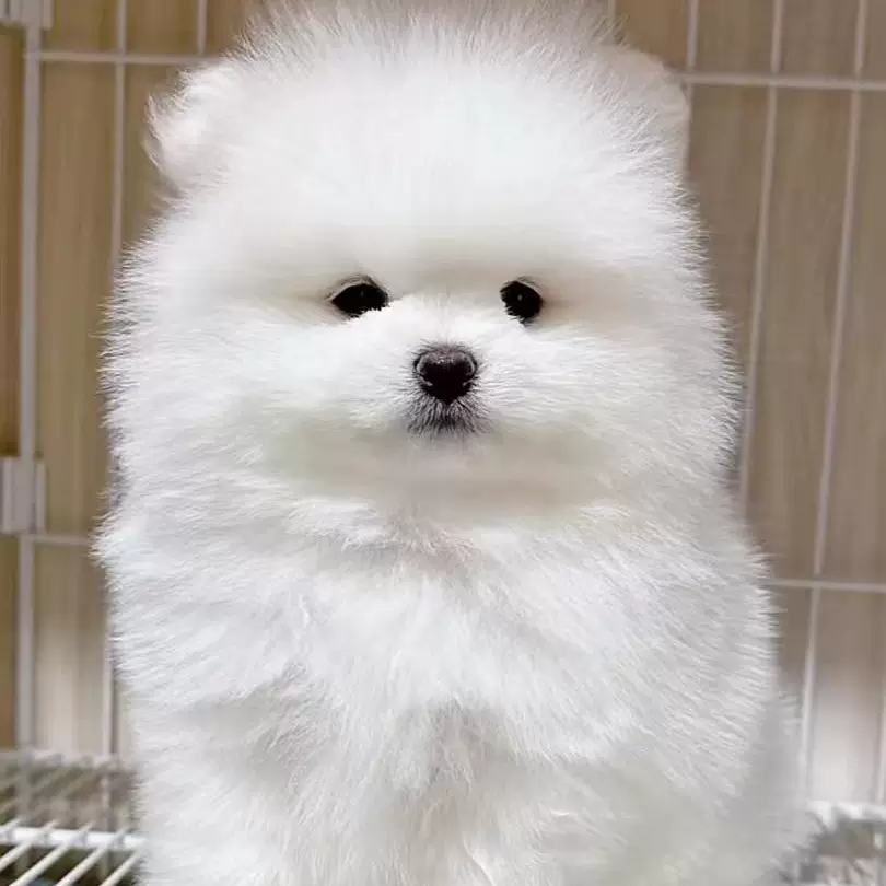 纯种博美宠物幼犬活体长不大小型博美犬黄白色幼崽茶杯犬宠物狗狗