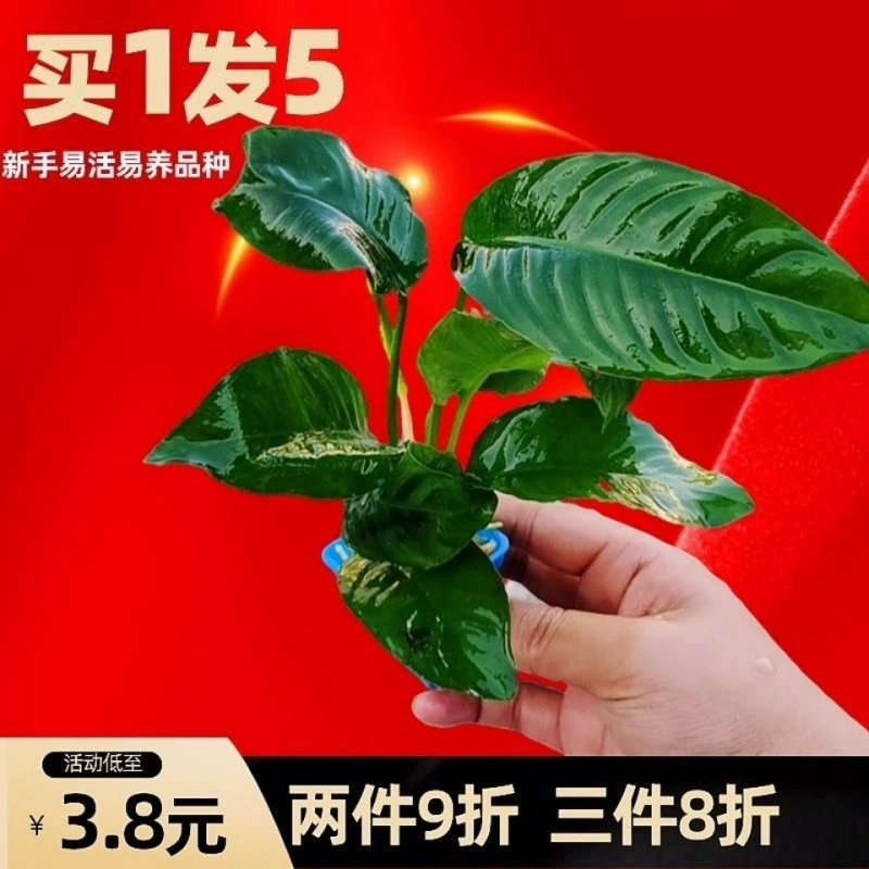 Аквариум, вода, вода, вода, вода, вода, вода, хорошая, живая и устойчивая, вода, зеленая хризантема, ландшафтное украшение, оптовая продажа, бесплатная доставка, фабрика