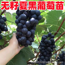 黑提葡萄马奶提子无核奶油葡萄白牛奶葡萄苗南方北方种植当年结果