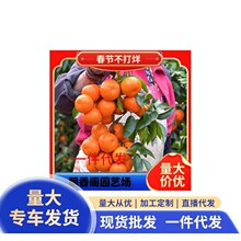 ������ľ�҃����ԾGֲ��������^�p �����辰 �̽��辰 ���Ә���