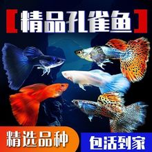 孔雀鱼鱼苗观赏鱼纯种热带小型淡水好养耐活凤尾小鱼源头厂家网红