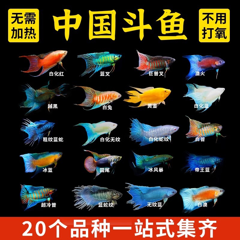 Chinese Fighting Fish Live Fish Fighting Fish Freshwater Ornamental Fish Fry Resistant to Oxygenation Small Fish Easy to Feed Fish