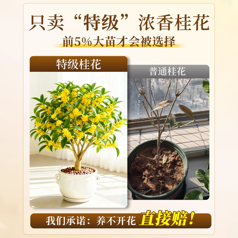 Four-Season Osmanthus Potted Plant, Golden Osmanthus, Strong Fragrance, Green Plant, Indoor Flower, Osmanthus Tree Seedling, Old Stump, Balcony Plant, Easy to Maintain Four-Season Osmanthus Potted Plant, Golden Osmanthus, Strong Fragrance, Green Plant, Indoor Flower, Osmanthus Tree Seedling, Old Stump, Balcony Plant, Easy to Maintain