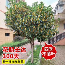 桂花树苗大树四季桂盆栽南北方种植室外庭院地栽金桂丹桂开花植物