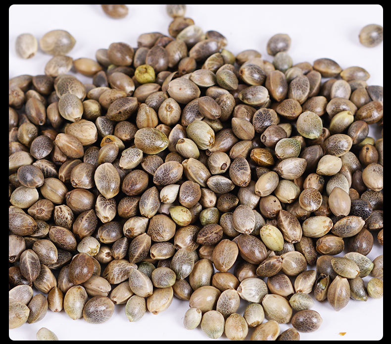 Hemp Seed (Cannabis sativa) — Huo Ma Ren Dried Food Herb, 500g in use