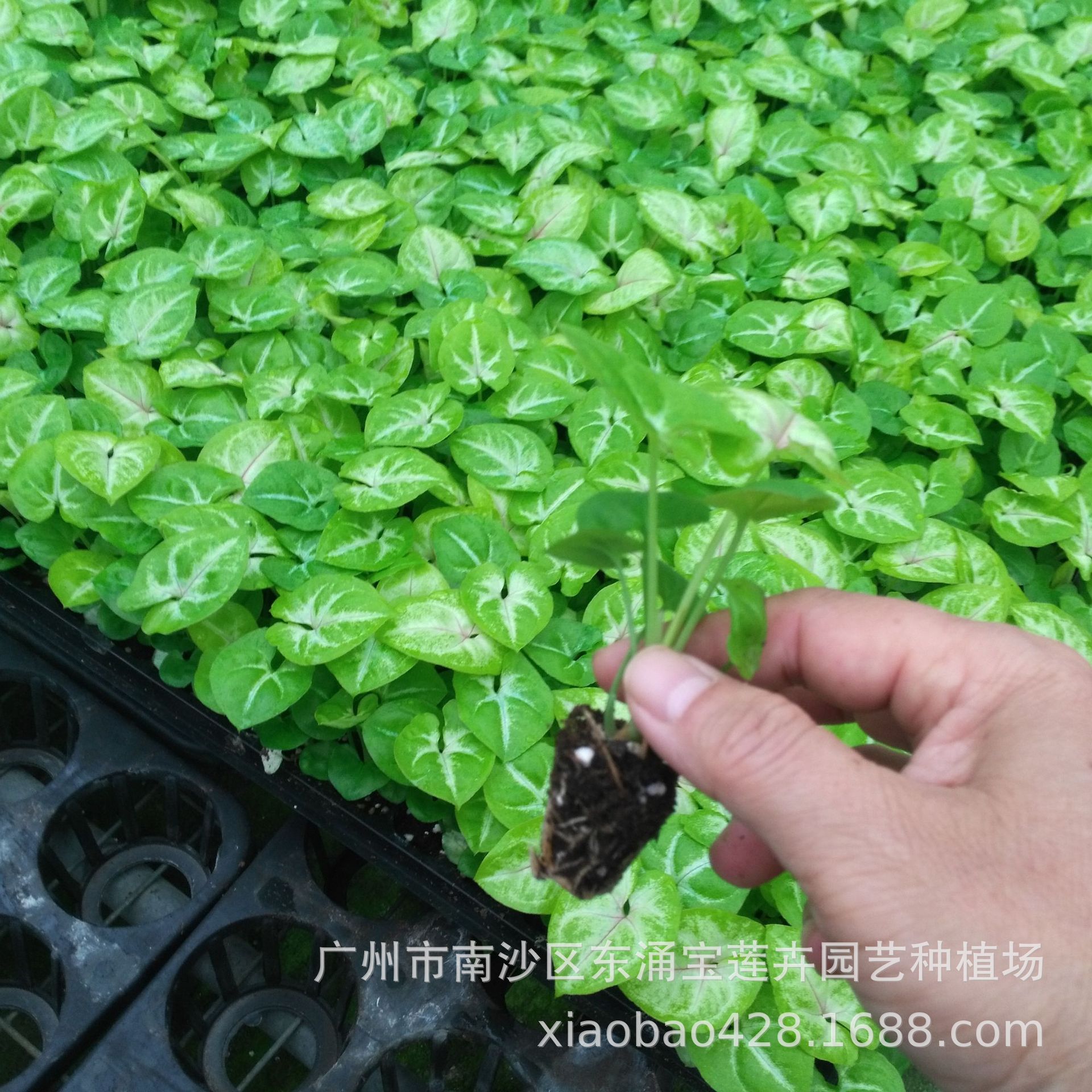 Source manufacturers supply micro-landscape indoor fun small potted…