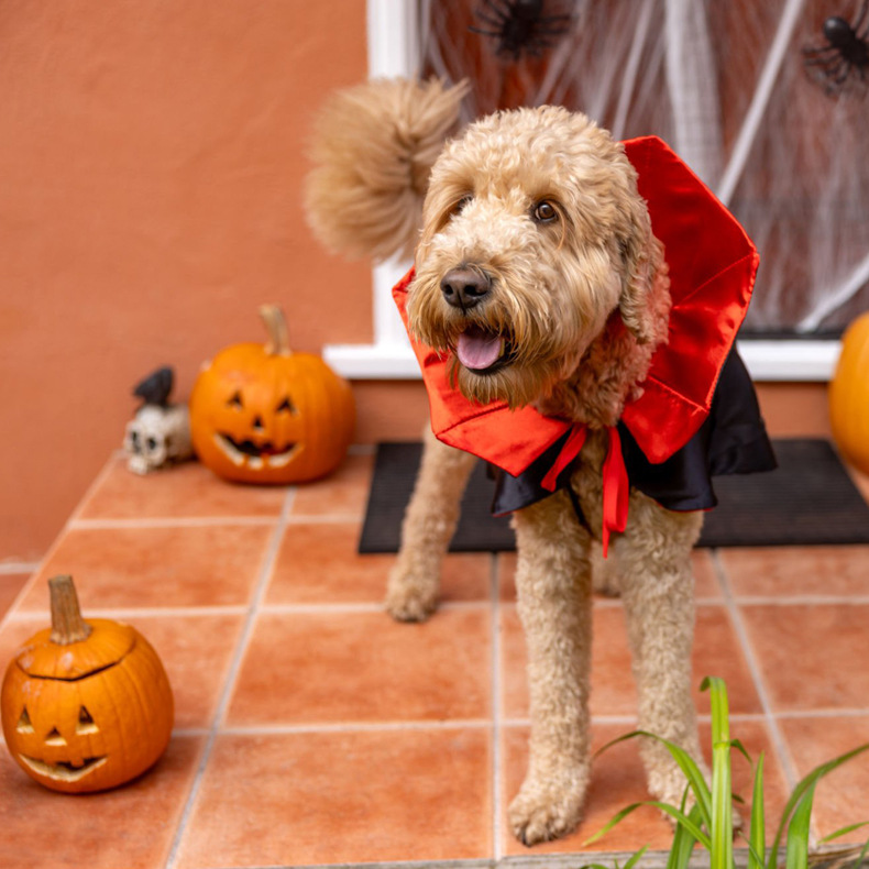 Transfronterizos Halloween mascota personalidad mascota Navidad gato perro vestido extraña mascota ropa de capa