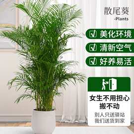 散尾葵盆栽室内植物客厅办公室落地大型绿植盆景凤尾竹净化空气