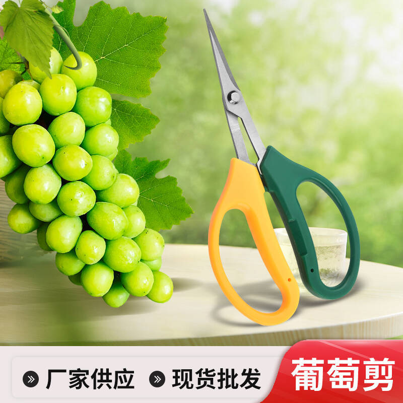 厂家直供翘头摘果剪园林剪果园葡萄剪园艺修枝剪稀果剪刀现货批发