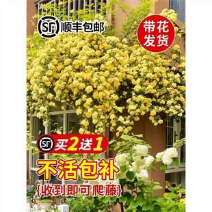 �Sľ�㻨������ֲ���ذ�t��ľ������Nޱ�ļ��_�����̨ͥԺ����